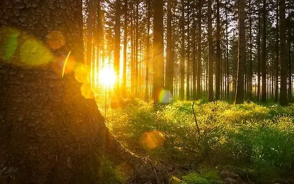 Solen lyser mellan träden i en skog.